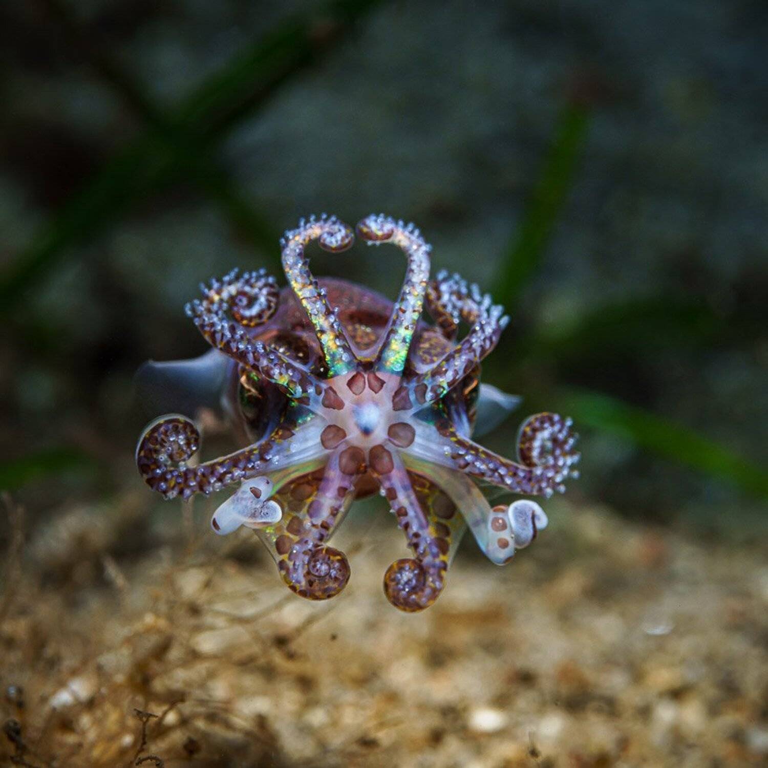 bobtail, squid, underwater, macro, Андрей Савин