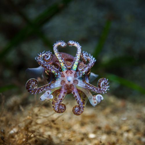 Г И М Н А С Т