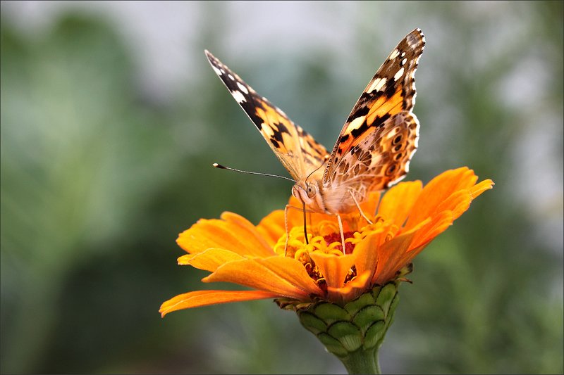 Репейница и цинния фото превью