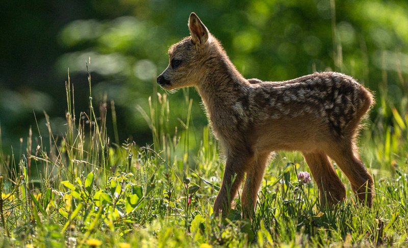 Roe dear baby фото превью