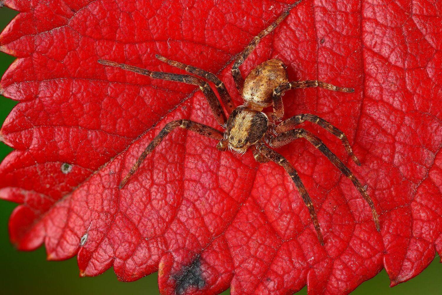 паук,макро,природа,растение,цвет,красный,зеленый,животное, Андрей Шаповалов