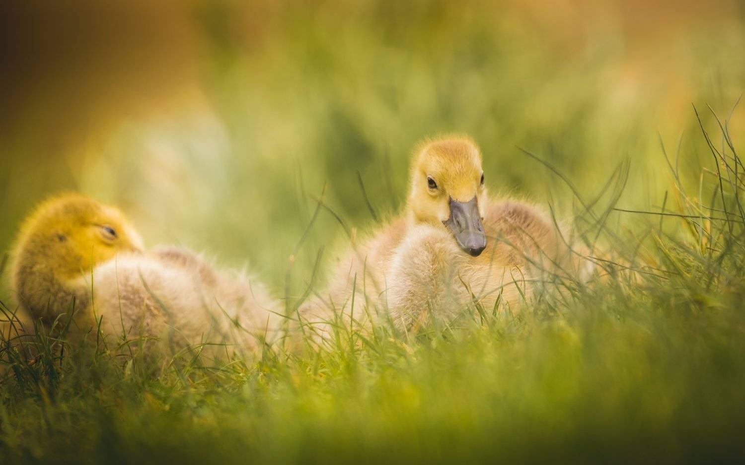 , Илья Данилов