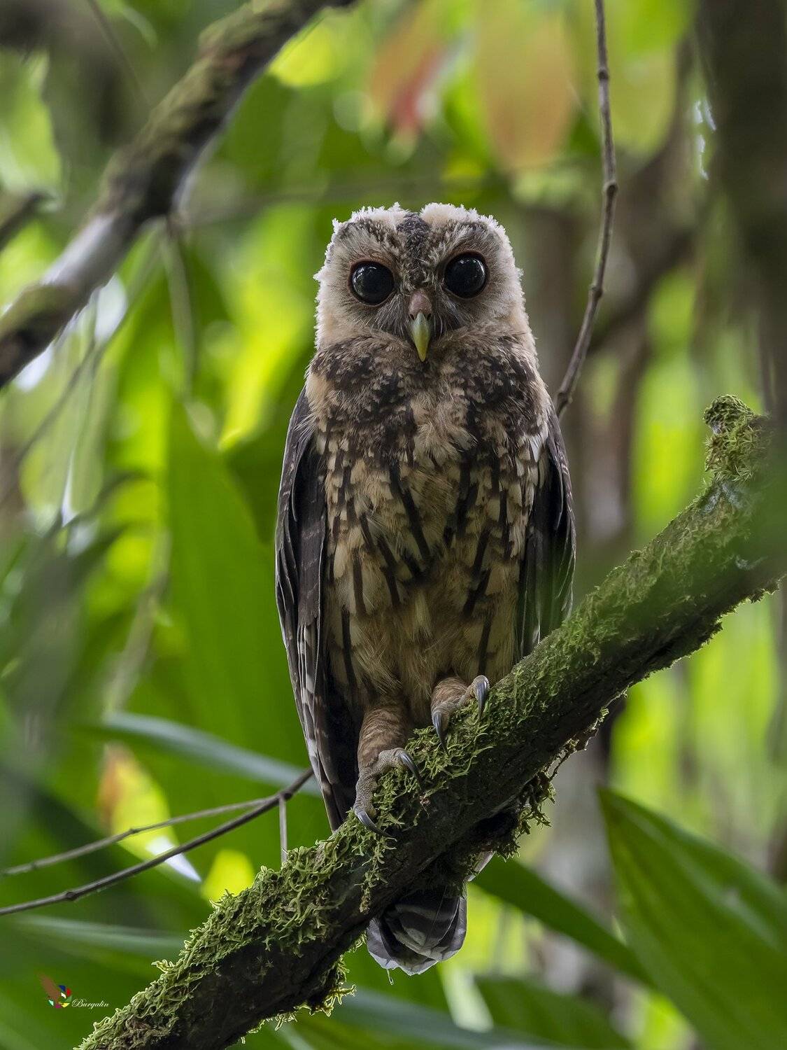 , Fernando Burgalin Sequeira