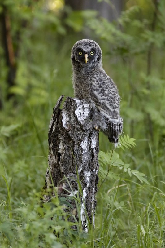 *** фото превью