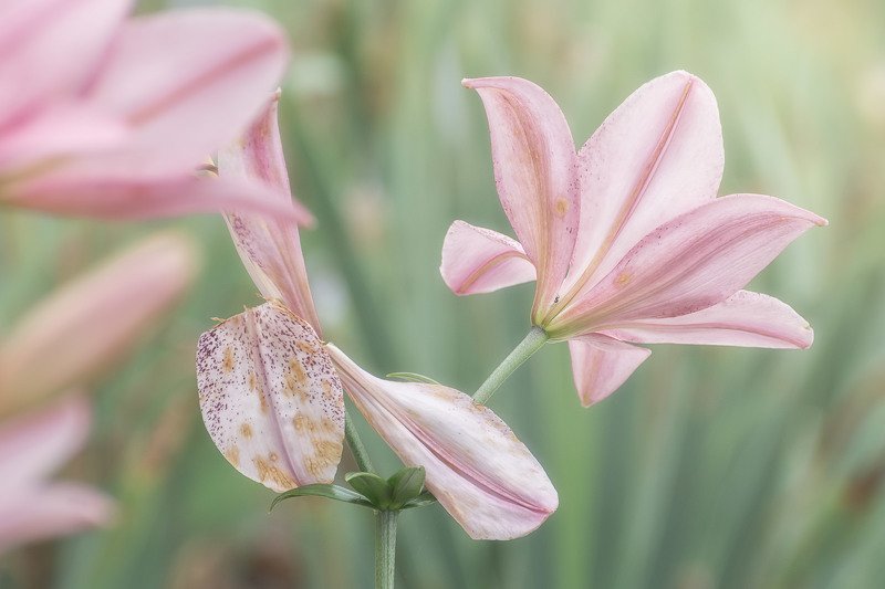 *** фото превью
