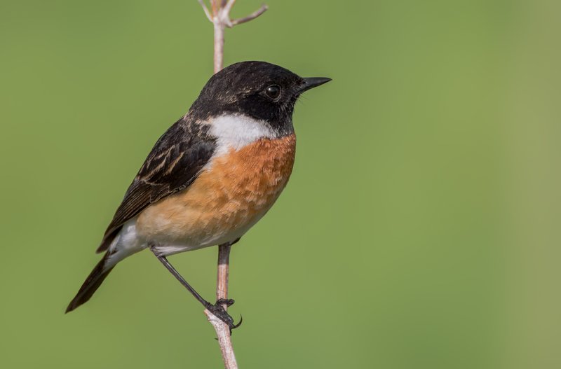 птица, черноголовый чекан, самец, черноголовый чекан.. фото превью
