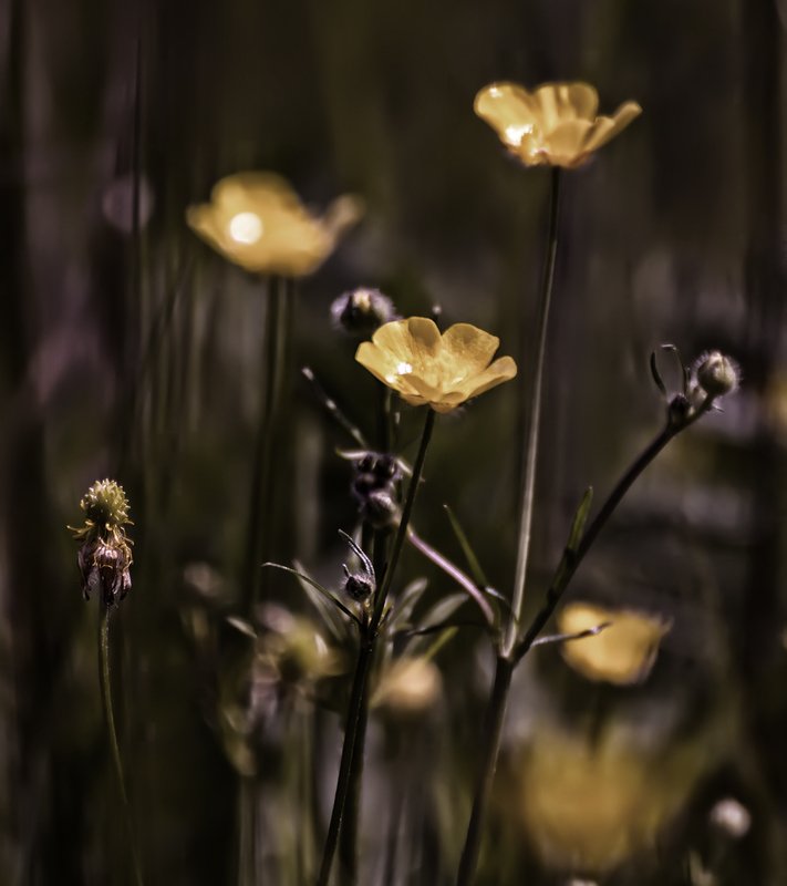 природа, макро, лето, цветы * фото превью