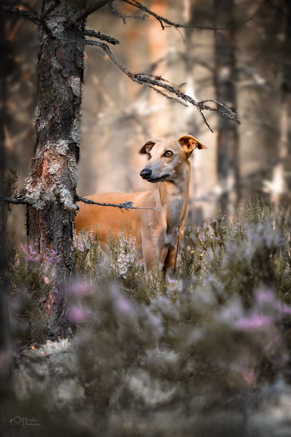 , Наталия Поникарова