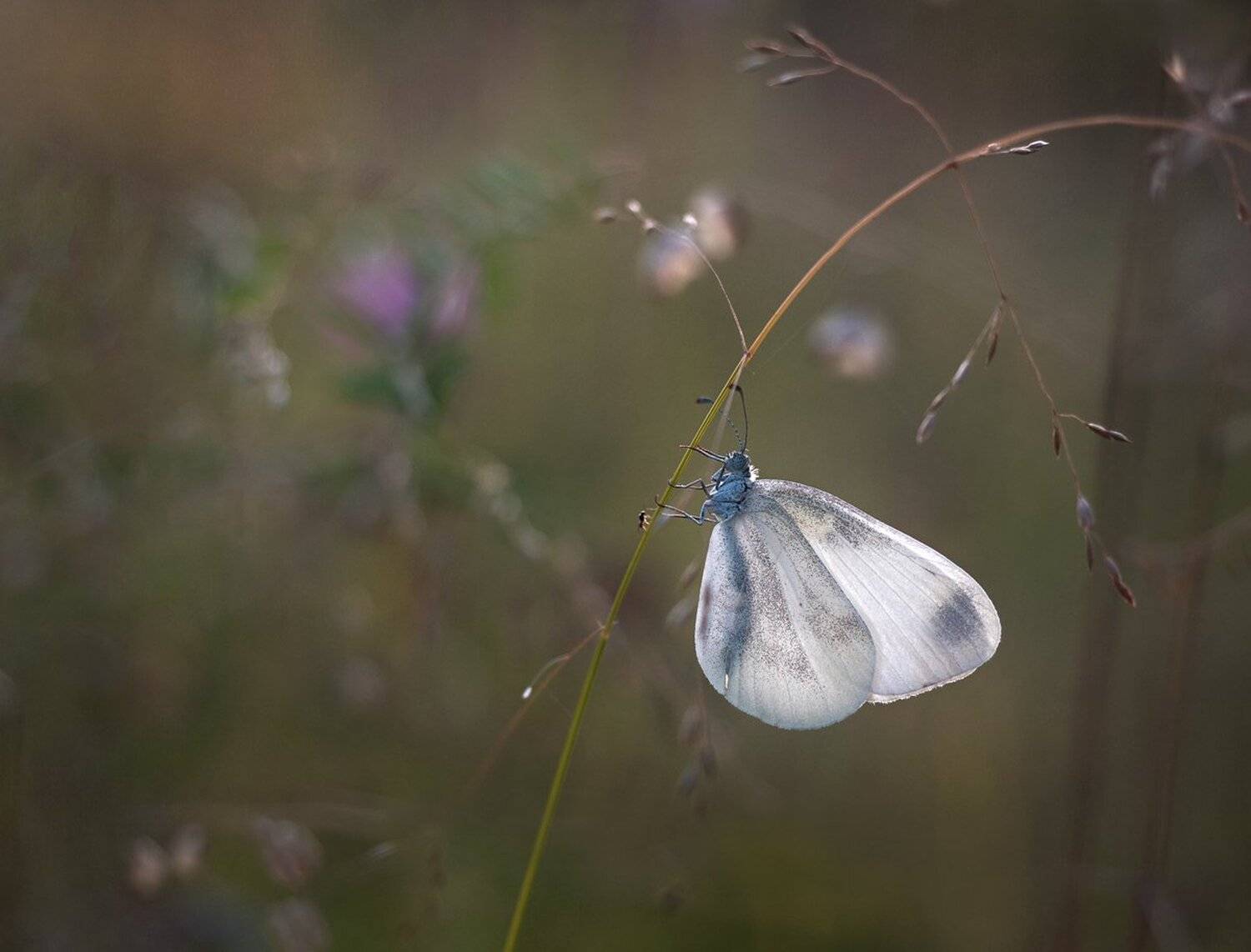 бабочка, свет, macro, Баранов Олег