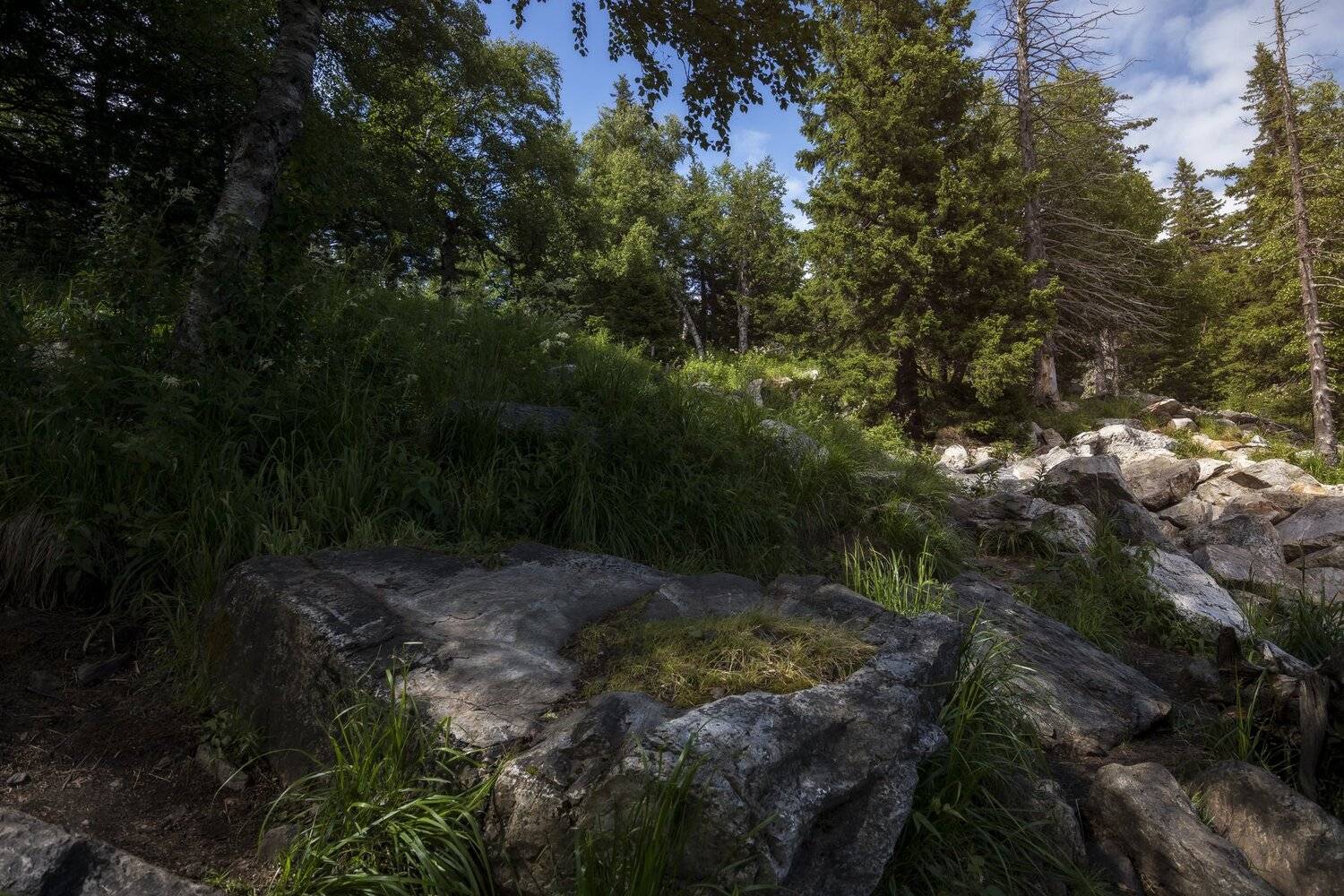 , Андрей Шарапов