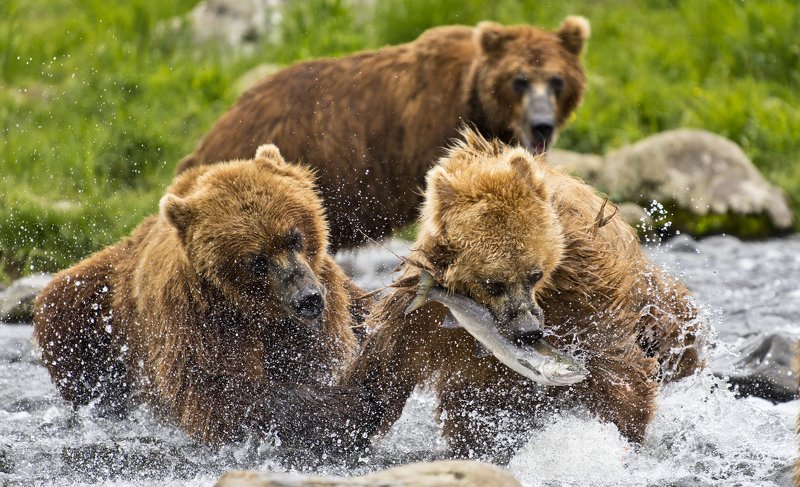 Bear Animal Mammal Salmon Russia Kamchatka fishing Contending for a fish фото превью