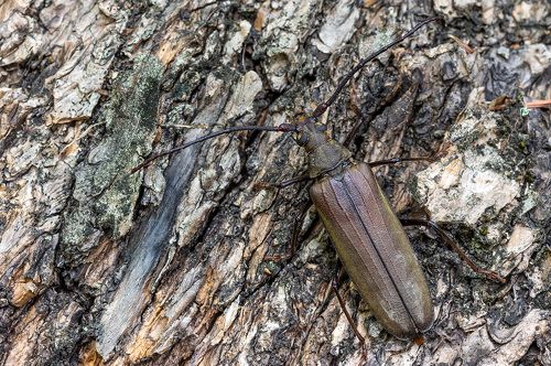 На лесной тропинке ...