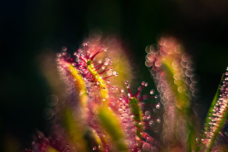 macro, sundew, plants, bokeh, colors Corona  фото превью
