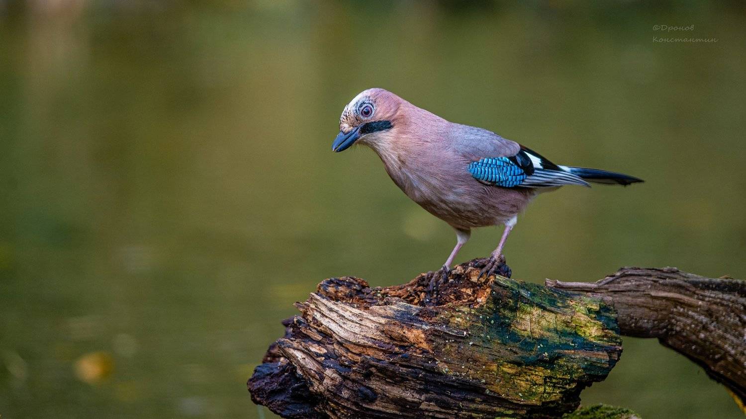 птицы, фотоохота, сойка, Дронов Константин