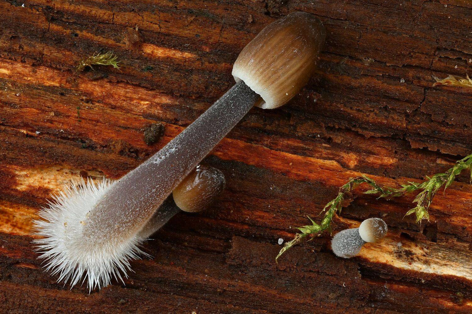 грибы,макро,природа,цвет,оранжевый,коричневый, Андрей Шаповалов