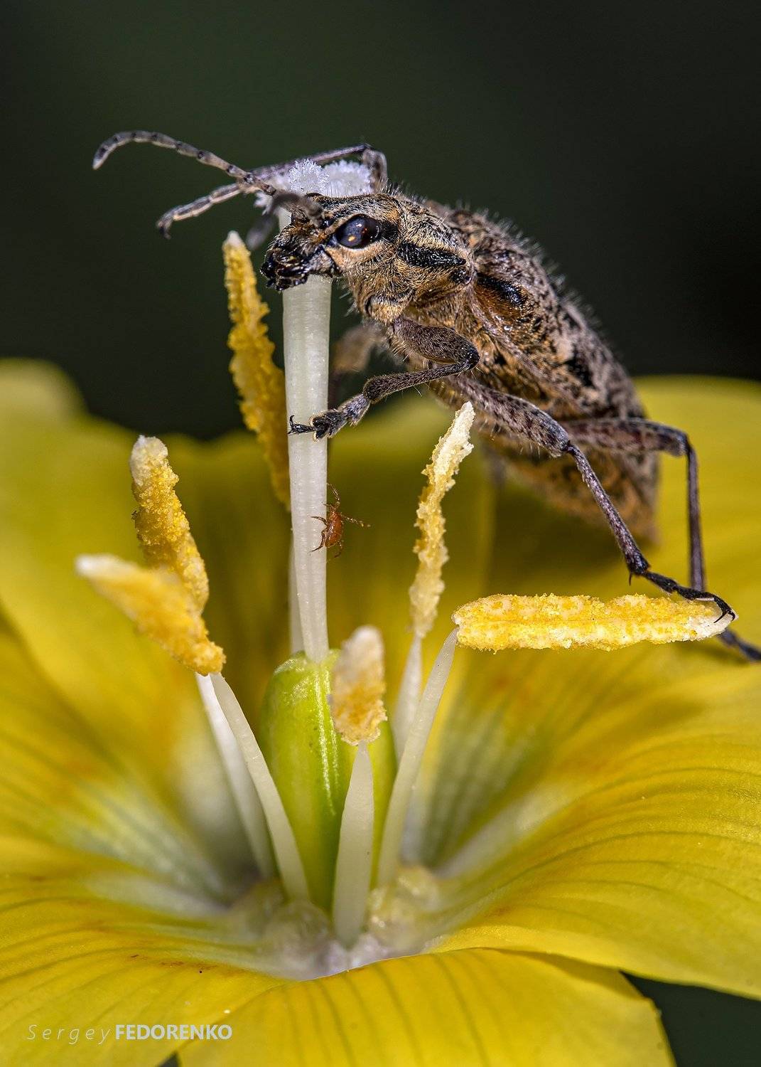 , Сергей Федоренко