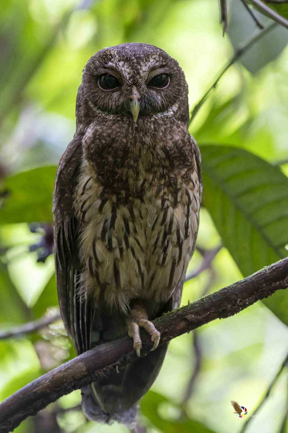 , Fernando Burgalin Sequeira