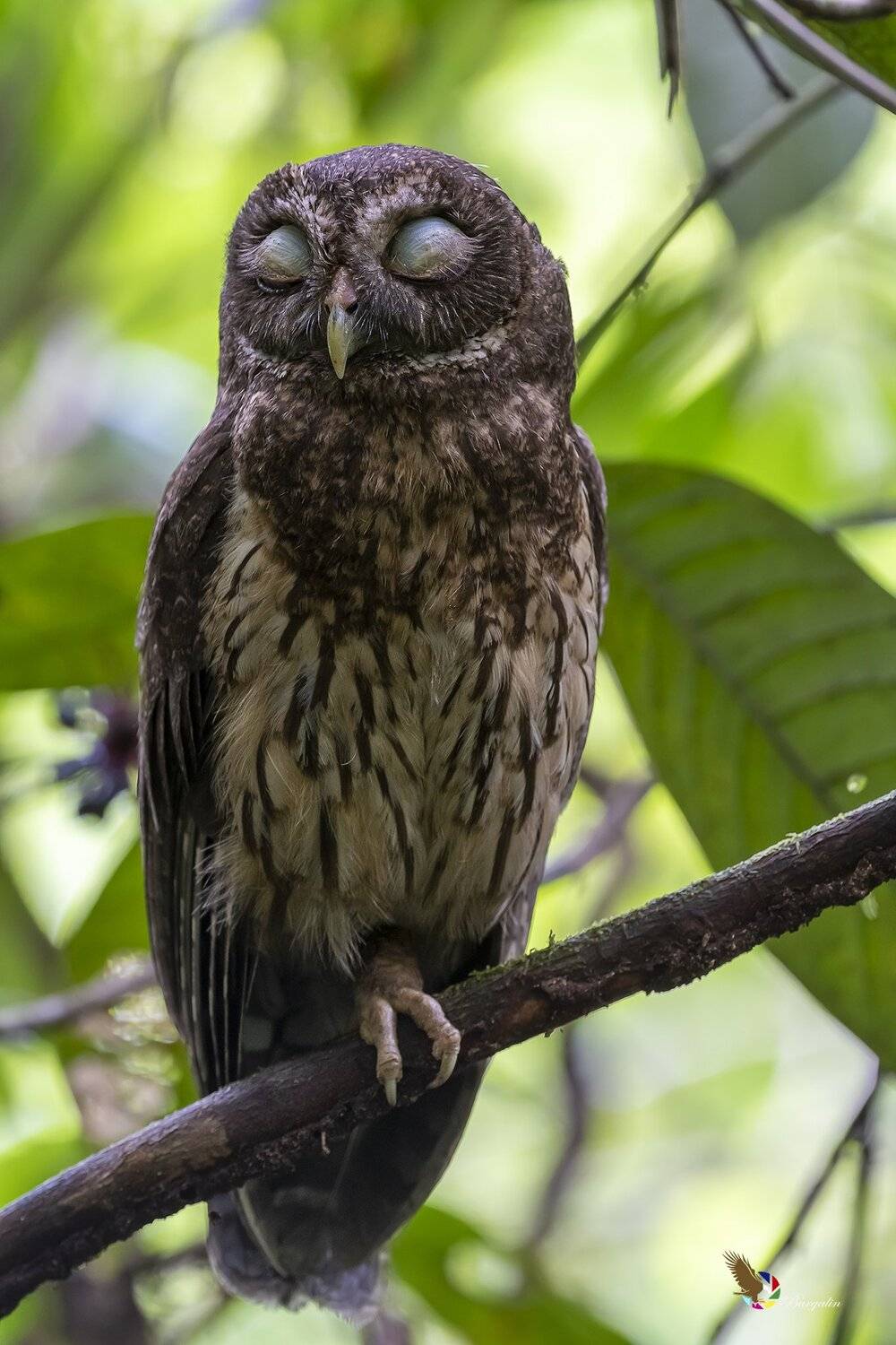 , Fernando Burgalin Sequeira