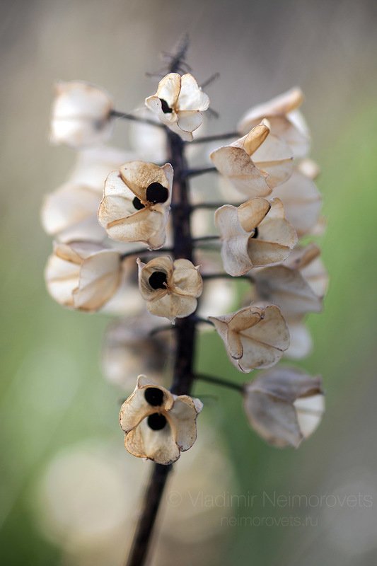 grape hyacinth, hyacinth, common grape hyacinth, fruit-boxes, dry plant, plant, fruit-boxes, seeds, Russia, Northwestern Caucasus, Krasnodar Territory, Dzhankhot The common grape hyacinth (Muscari neglectum) / Мышиный гиацинт незамеченный (Muscari neglectum) фото превью