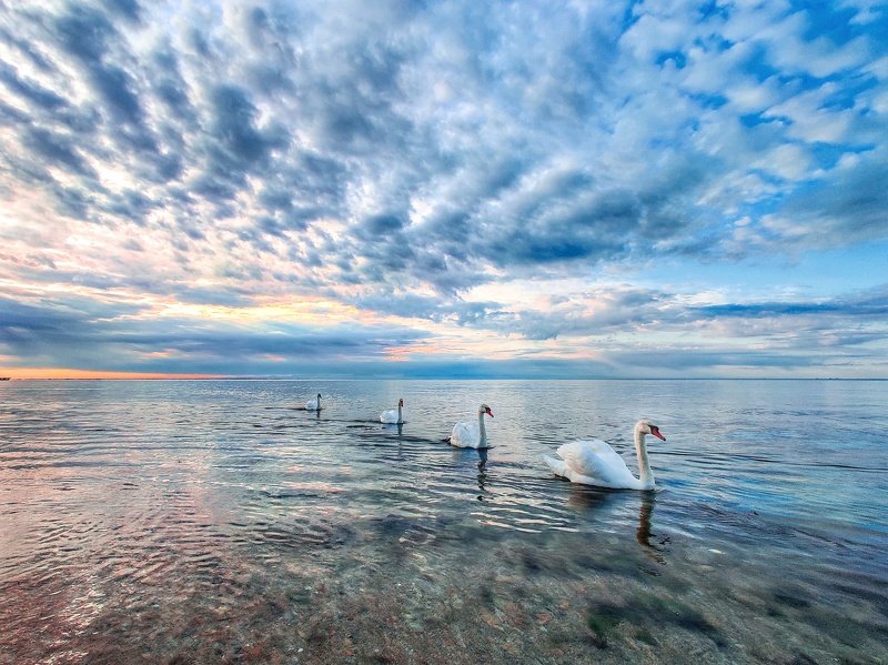 Социальная дистанция) фото превью