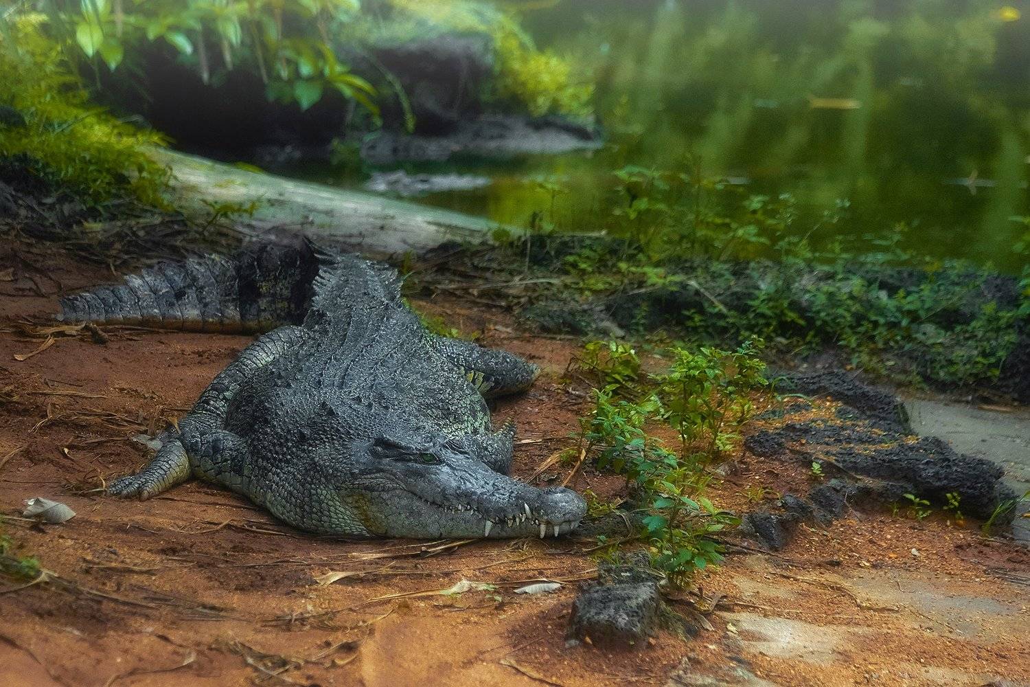 , Рашид Усманов