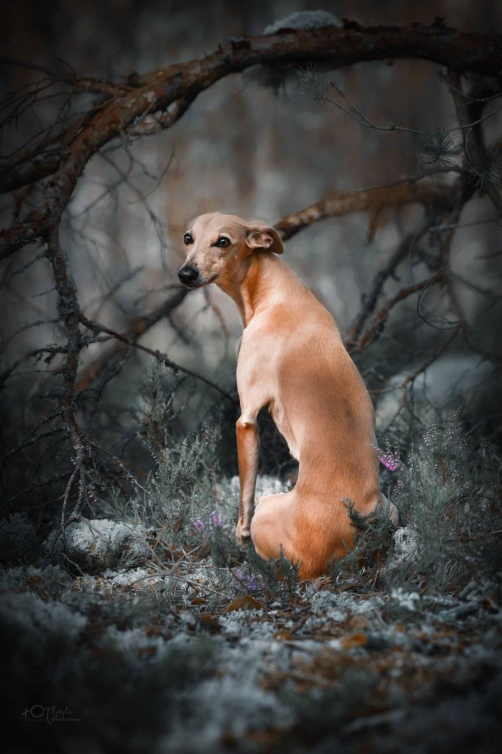 , Наталия Поникарова