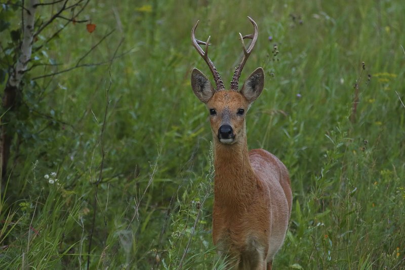 Рога фото превью