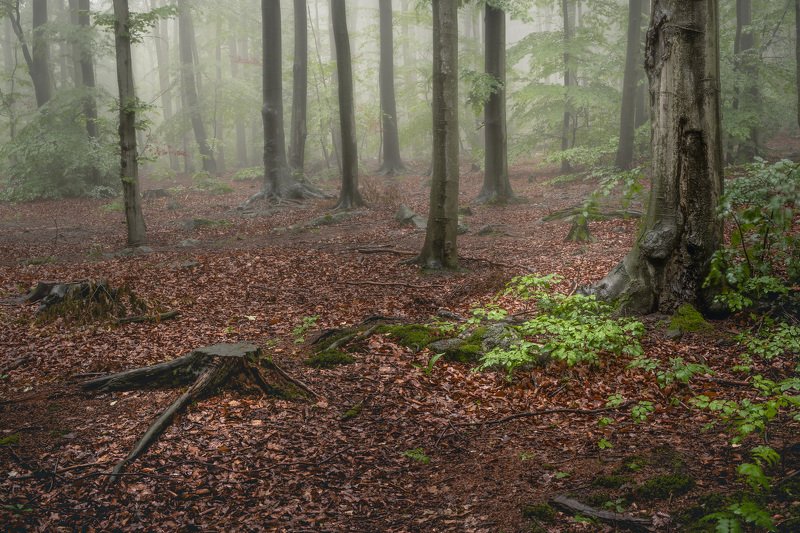 forest, fog, rain, spring, forest landscape, trees, mystical, mysterious Rainy forest landscape фото превью