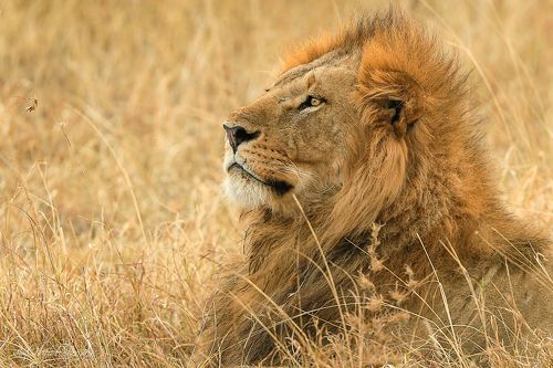 Властитель саванны.