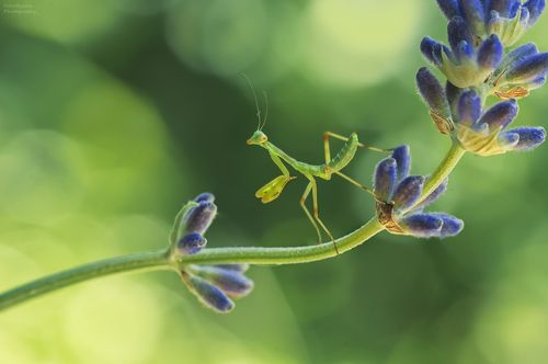 В лавандовых полях