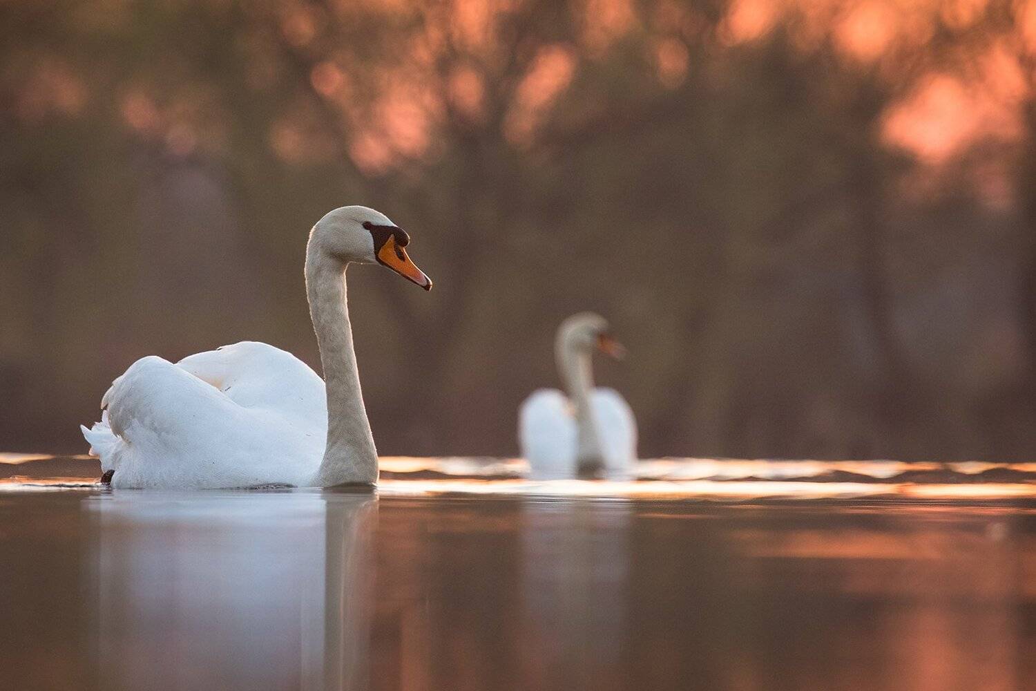 Swans. Автор: Robert Adamec , Robert Adamec