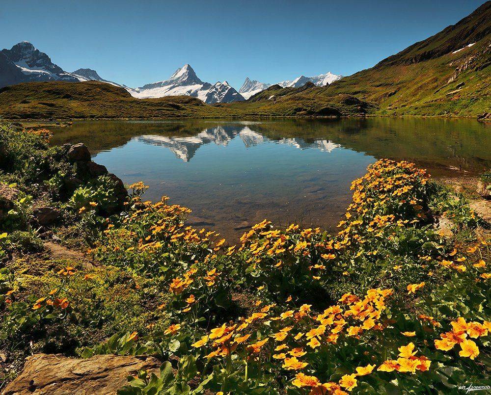 swiss, Матвеев Николай