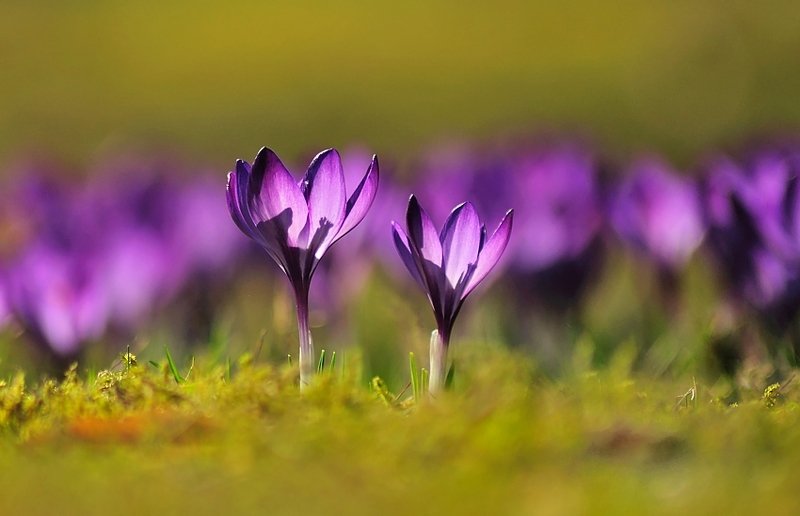 **** фото превью