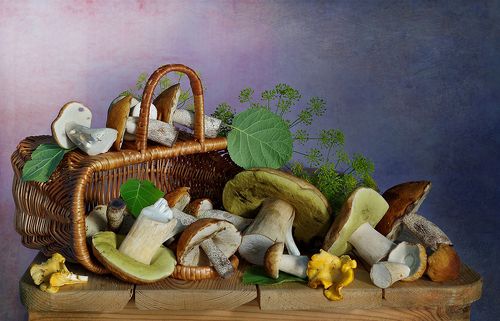 Грибная пора .