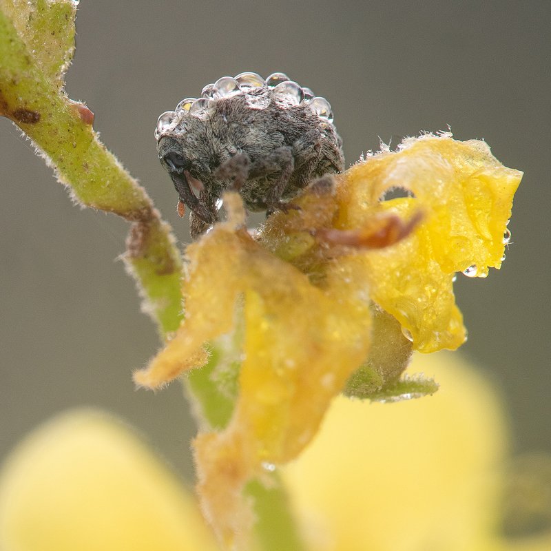 Г Р Е М Л И Н ! фото превью