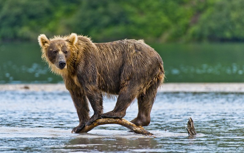 Bear Animal Mammal Salmon Kuril Lake Russia Kamchatka  Equilibrium фото превью