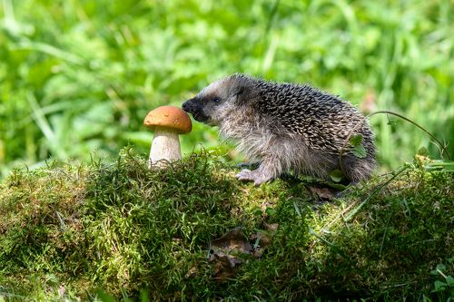 знакомство с окружающим миром
