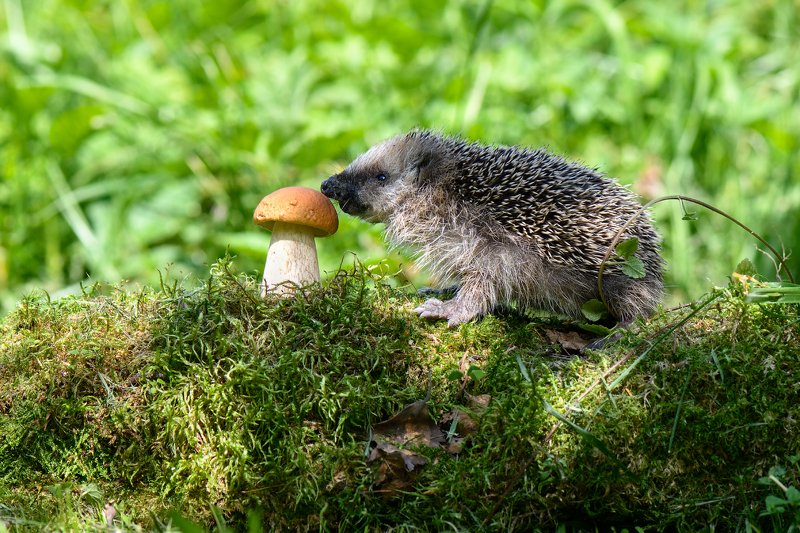 знакомство с окружающим миром фото превью