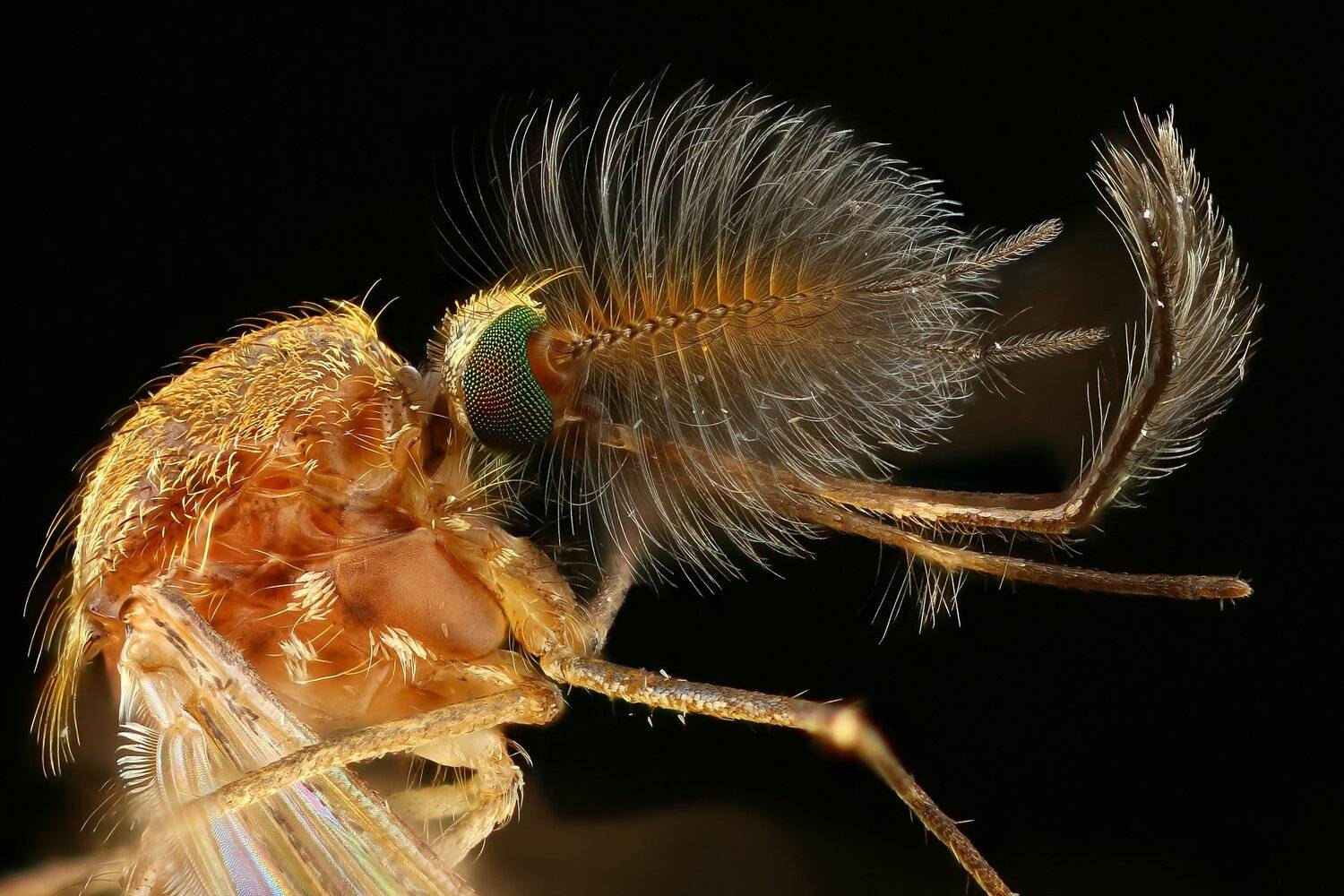 комар,макро,природа,усы,цвет,насекомое,животное,черный, Андрей Шаповалов