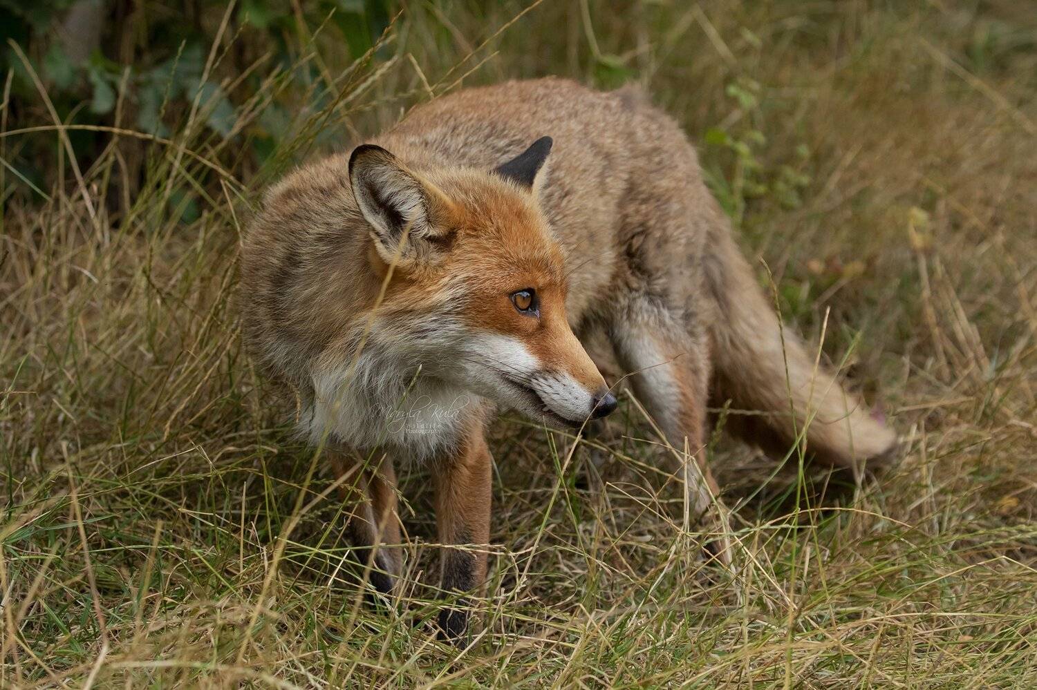 fox, animal, nature, wildlife, MARIA KULA