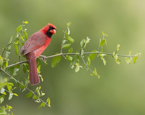 Northern Cardinal male - Красный кардинал самец