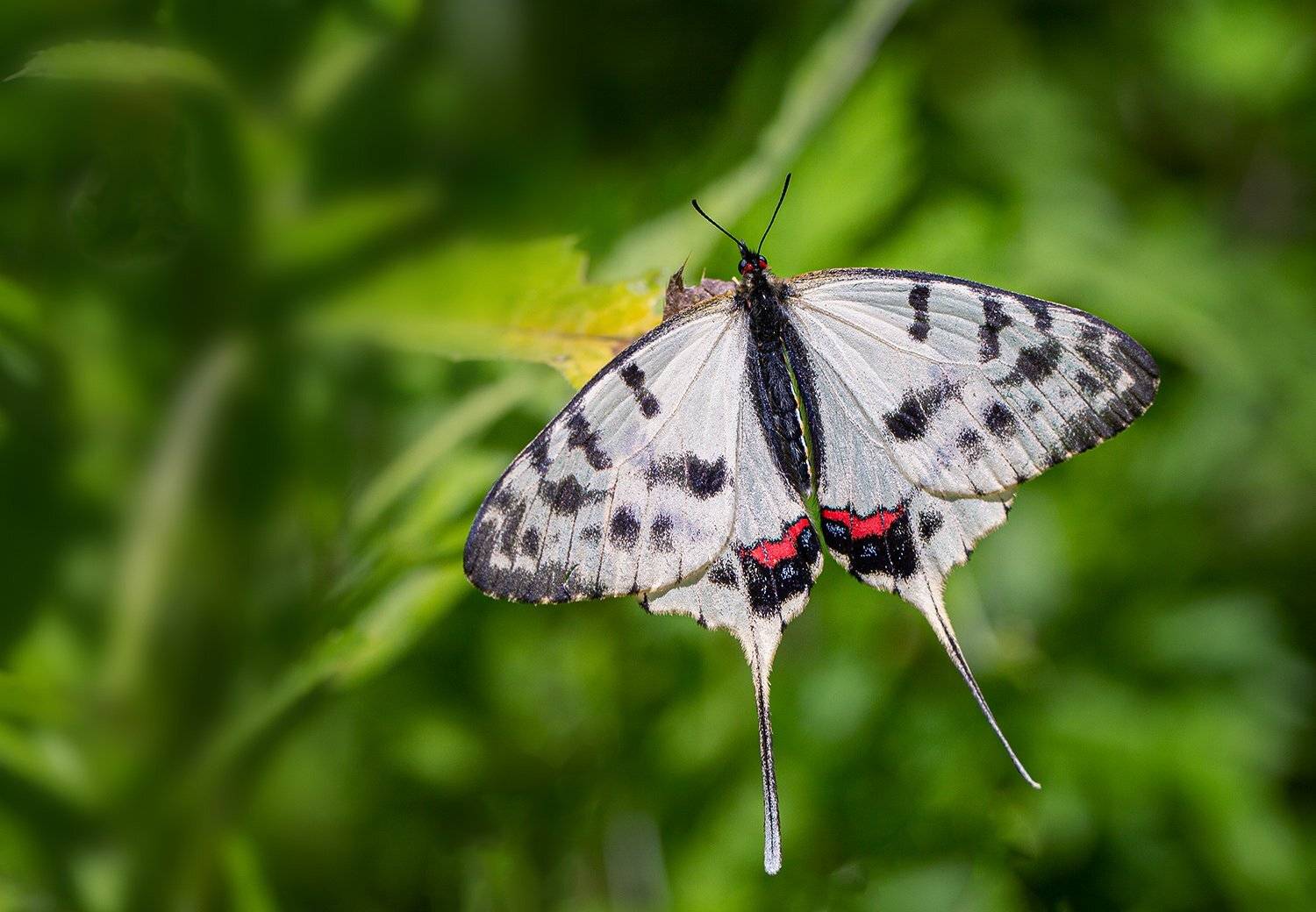 sericinus, montela, серицин, монтела, Евгений Слободской