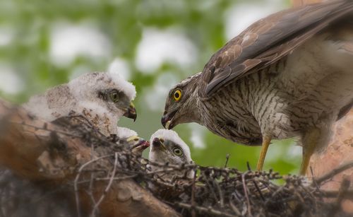 кормление птенцов.