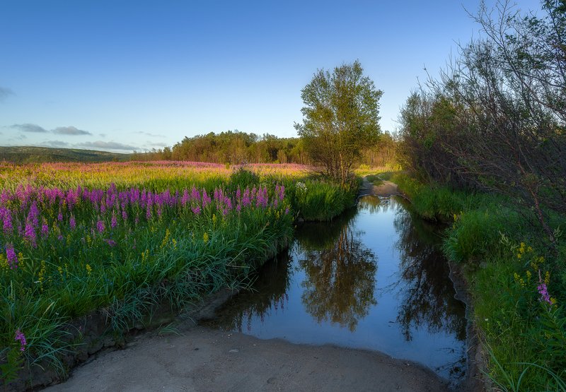 ...с цветом кипрея приходит август фото превью