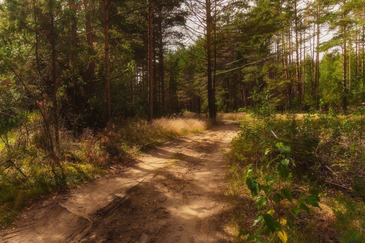 лес, лето, Майя Афзаал