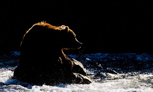 Rim-light bear portrait