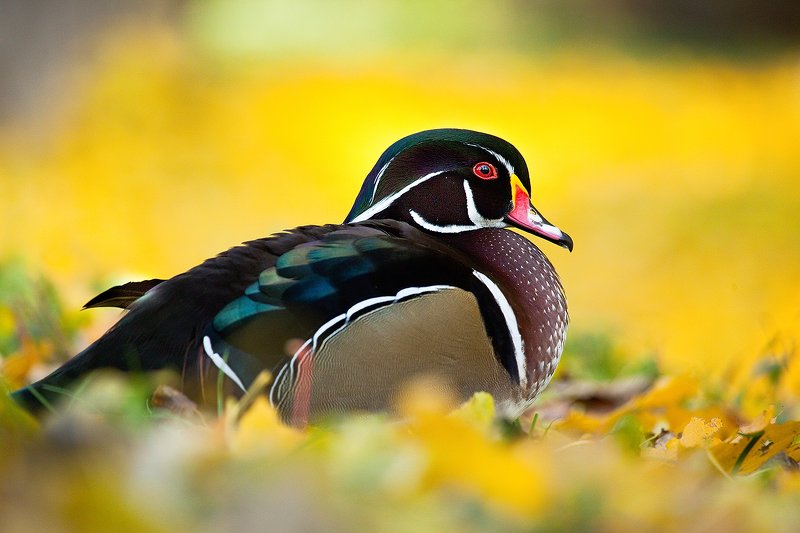 Carolin duck фото превью