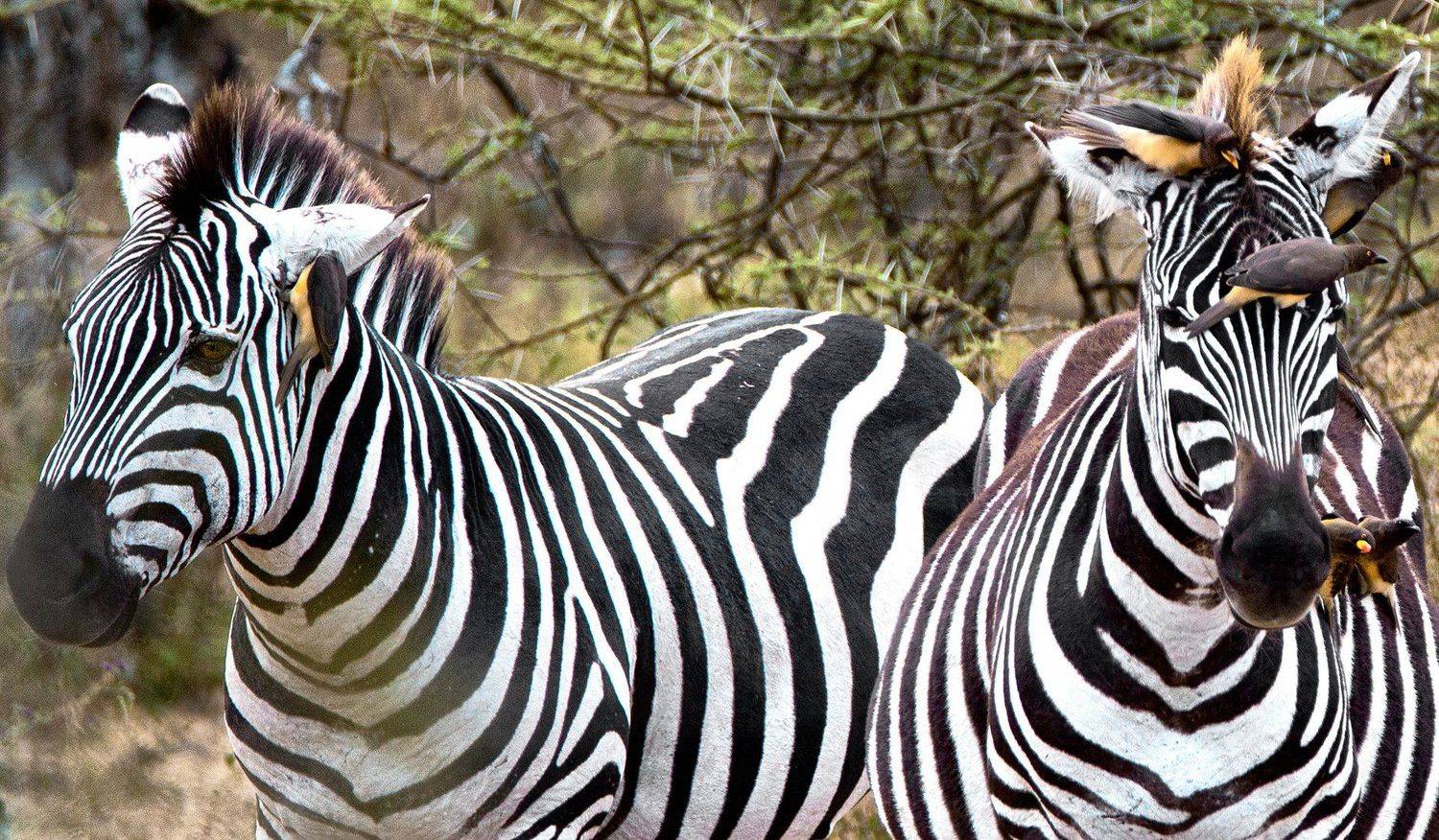 , Рашид Усманов