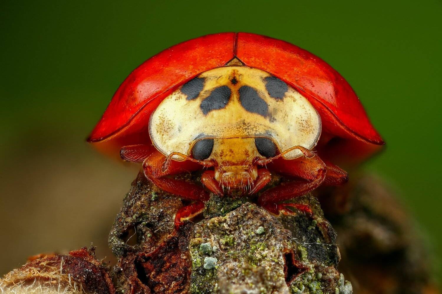 жук,макро,природа,усы,цвет,глаза,красный,насекомое,животное,зеленый, Андрей Шаповалов