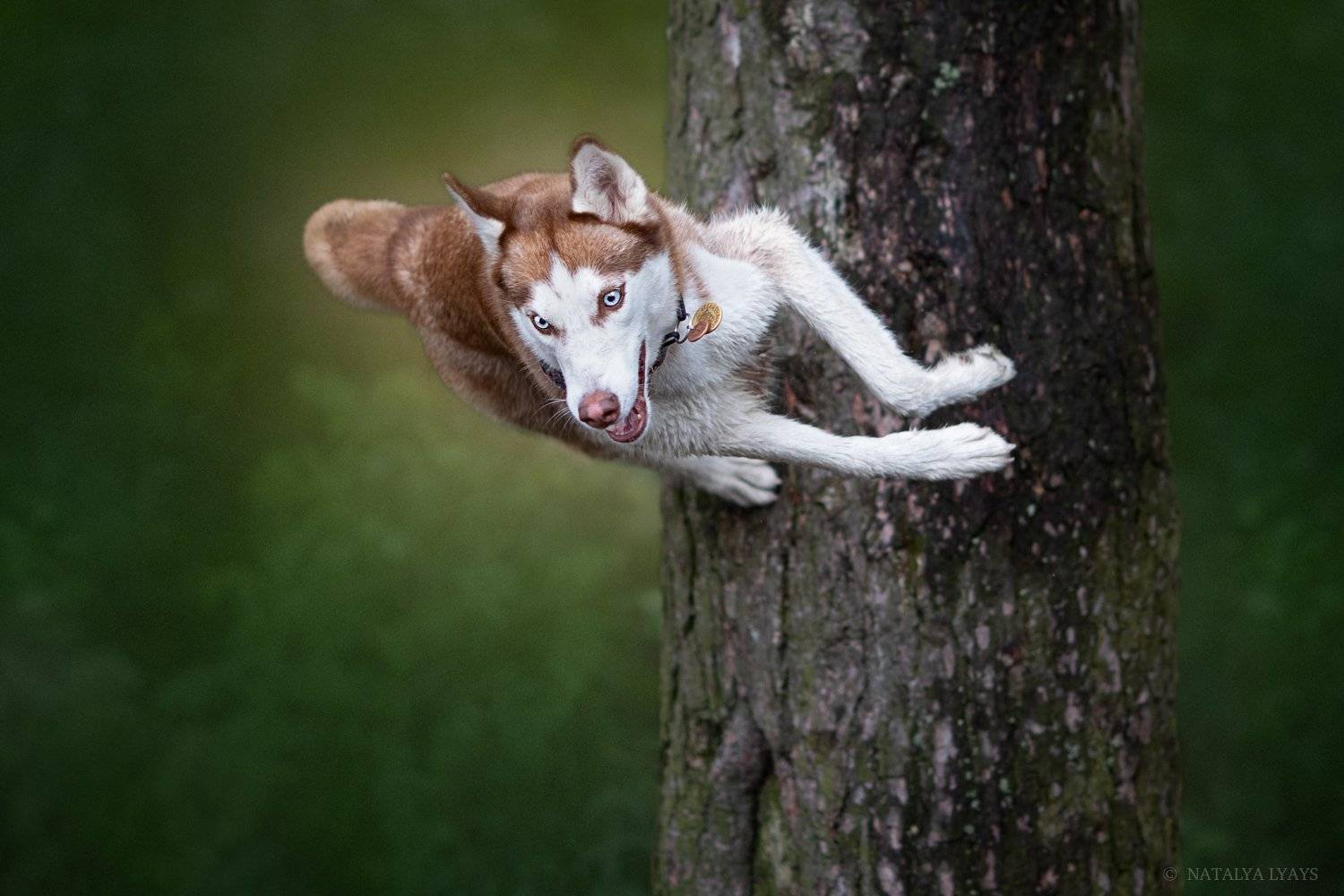 собака,хаски, на природе, животные, лето, движение, animal, dog, hasky, canon, summer, forrest, motion, Наталья Ляйс